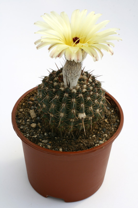 notocactus curvispinus hu338 9664