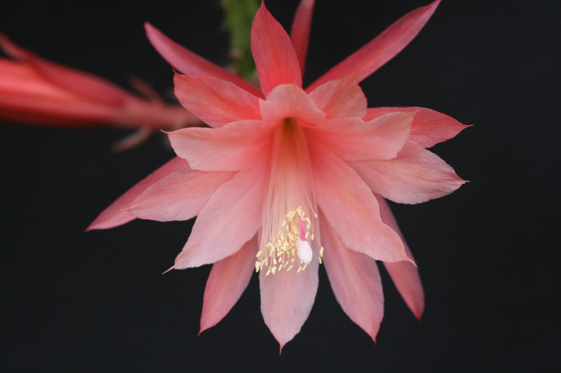 aporocactus myrna corbet 0208