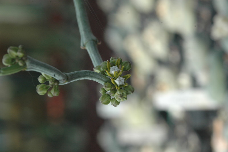 cynanchium perrieri 1072