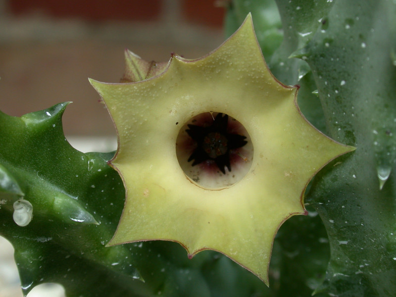 huernia bayeri d1669 groendal 06