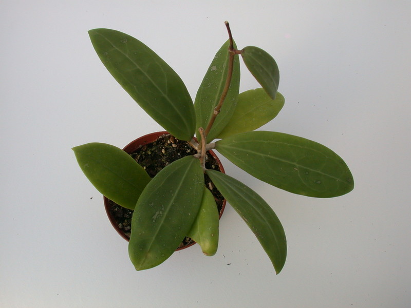 hoya buthanica 1406