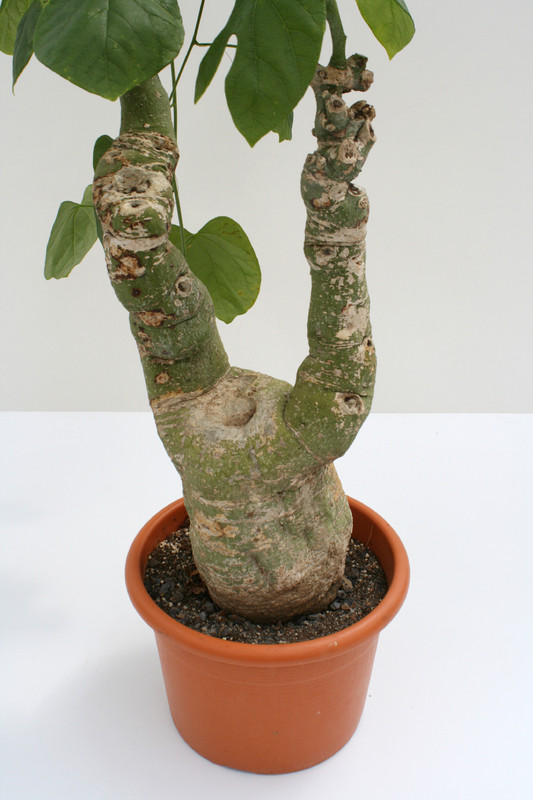 adenia firingalavensis 70cm 3646