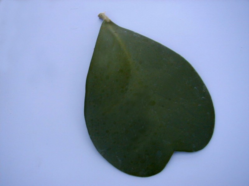 hoya kerrii leaf
