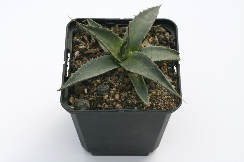 agave parryi coconino co 7849