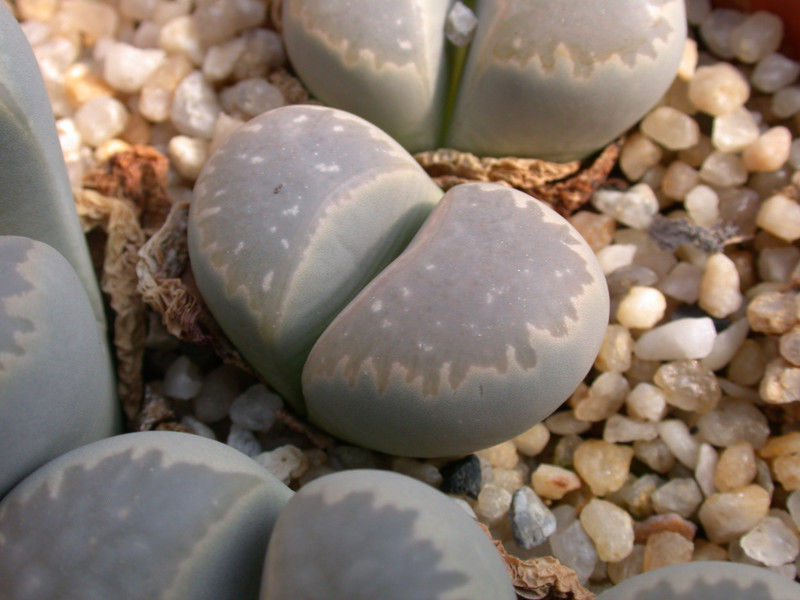 lithops meyeri 02