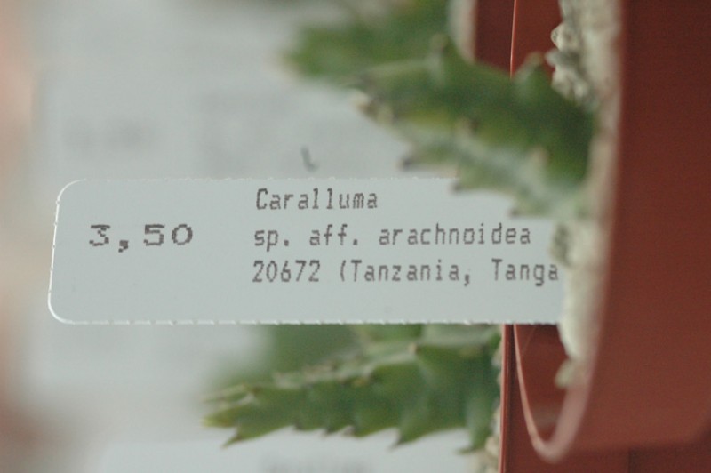 caralluma sp aff arachnoidea specks20672 05