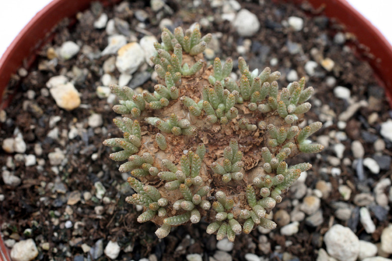 anacampseros alstonii 7474