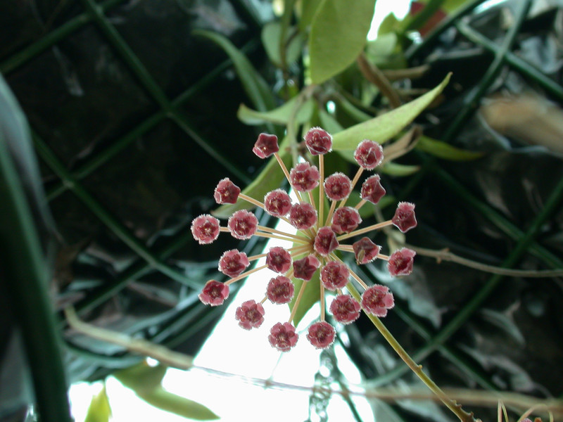 hoya sp molukken haruku 3759 02
