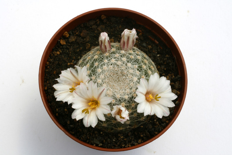 mammillaria lenta 0334