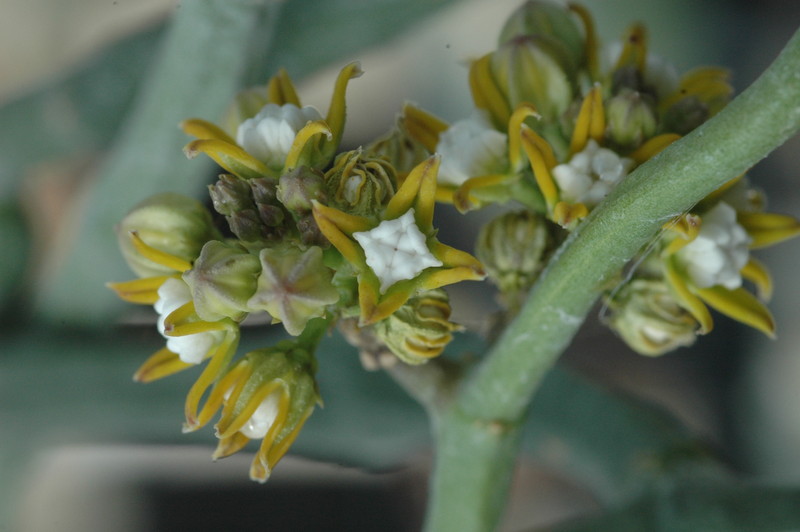 cynanchium perrieri 1059