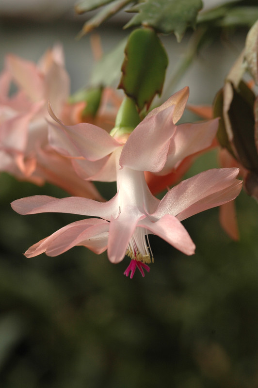 schlumbergera christmas flame 8257