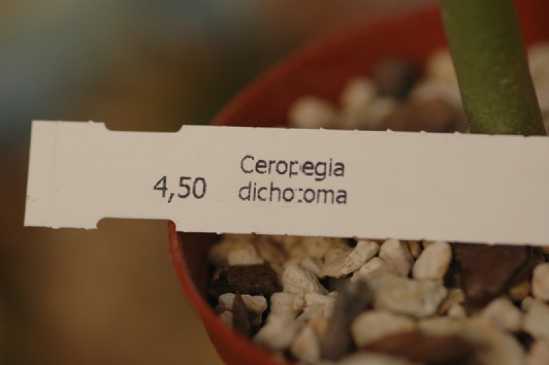 ceropegia dichotoma 8317