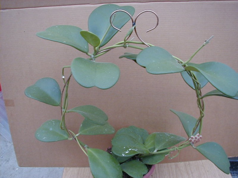 hoya kerrii plant