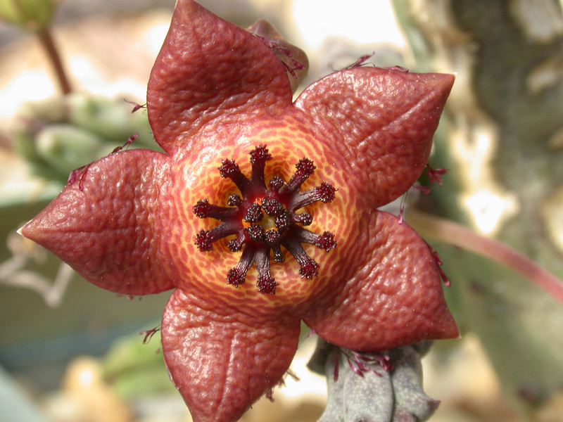 tromotriche longii karoo 02