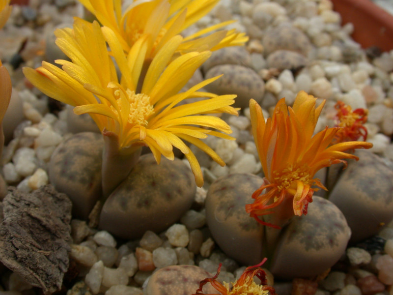 lithops dinteri frederici c180 02