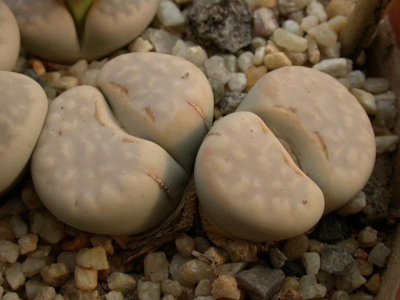 lithops julii pallid sb1344 c64 04