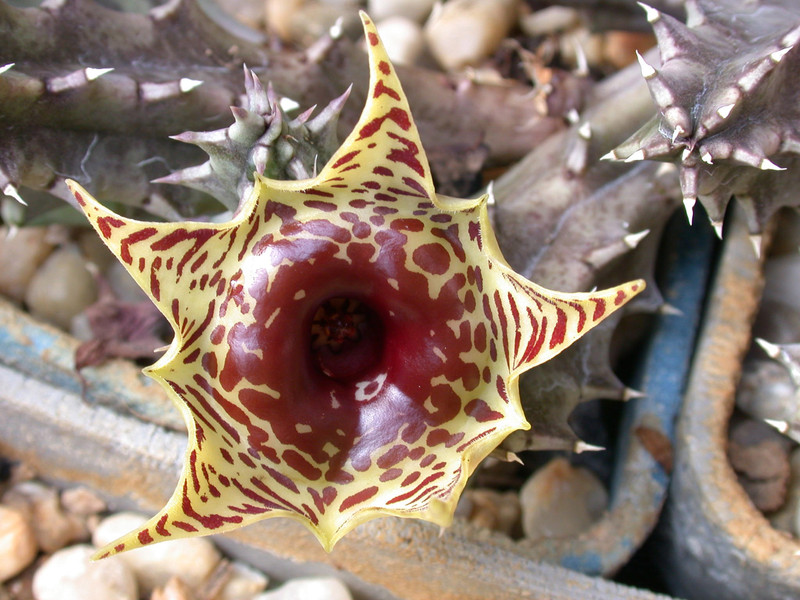 huernia zebrina zebrina 01