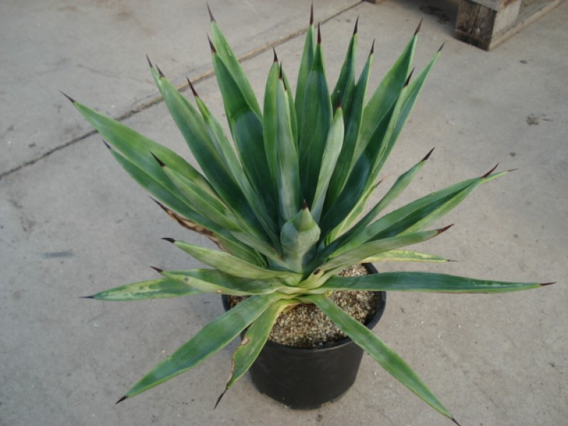 agave sisalana 4886