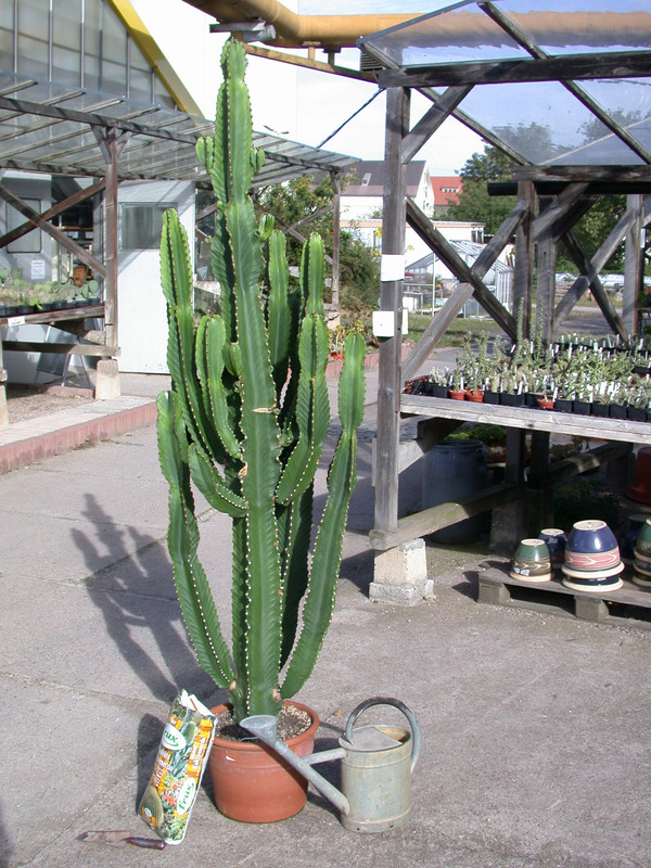 euphorbia ingens solitaer 3265