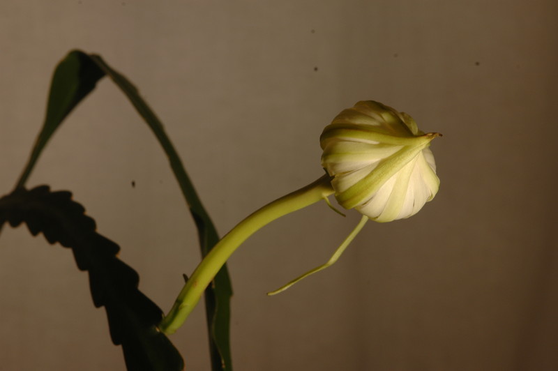 epiphyllum pumilum phasen 2279