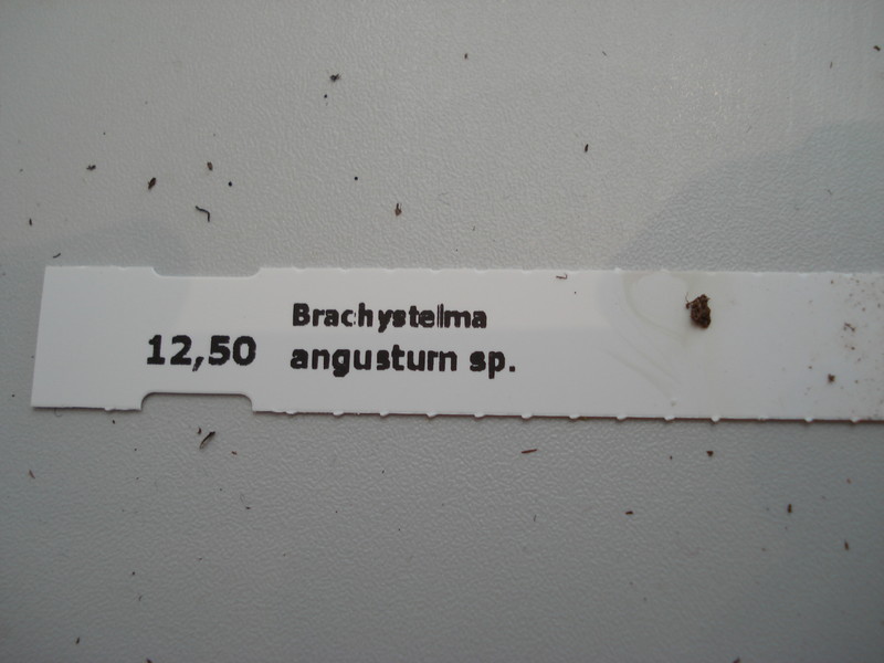 brachystelma angustum 41