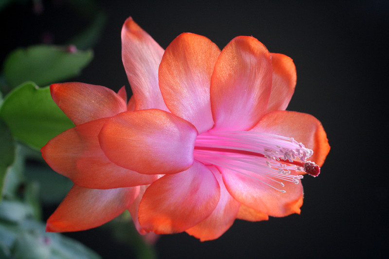 schlumbergera orange devil 5903