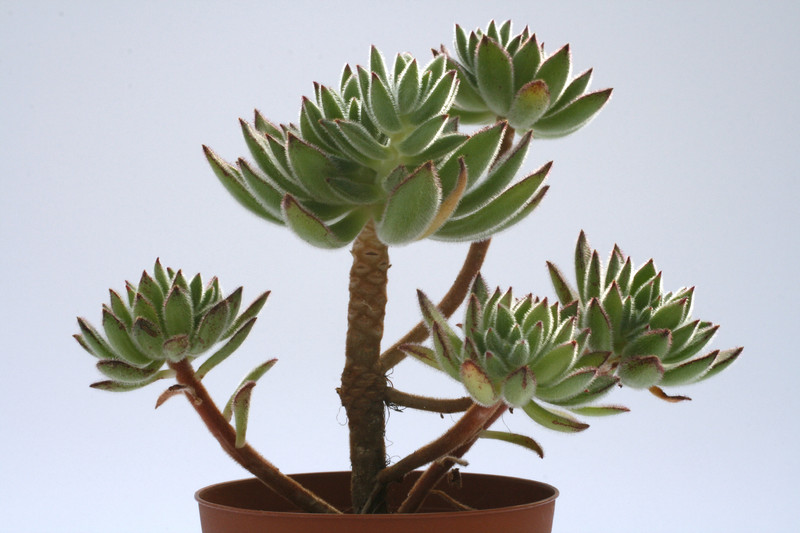 echeveria set oliver 7932