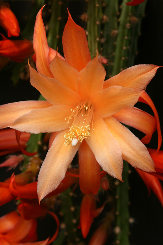 aporocactus orange queen 0016