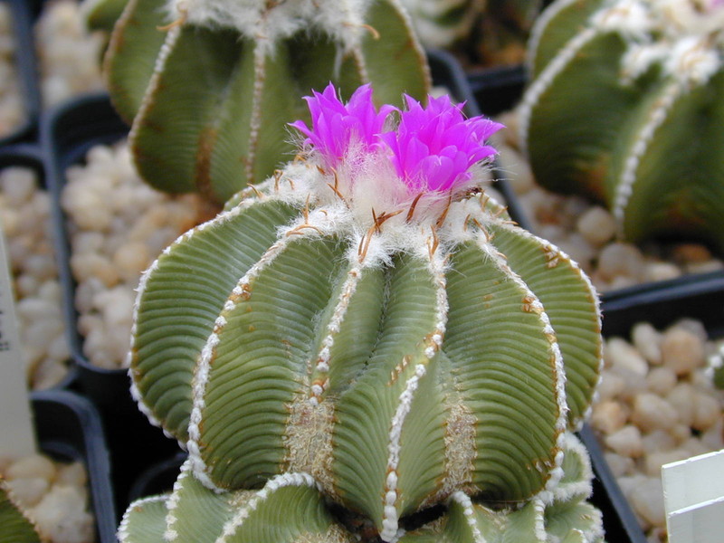 Aztekium hintonii