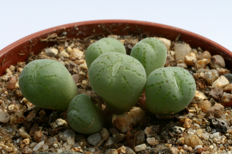conophytum uvaeforme pardivisum 2892