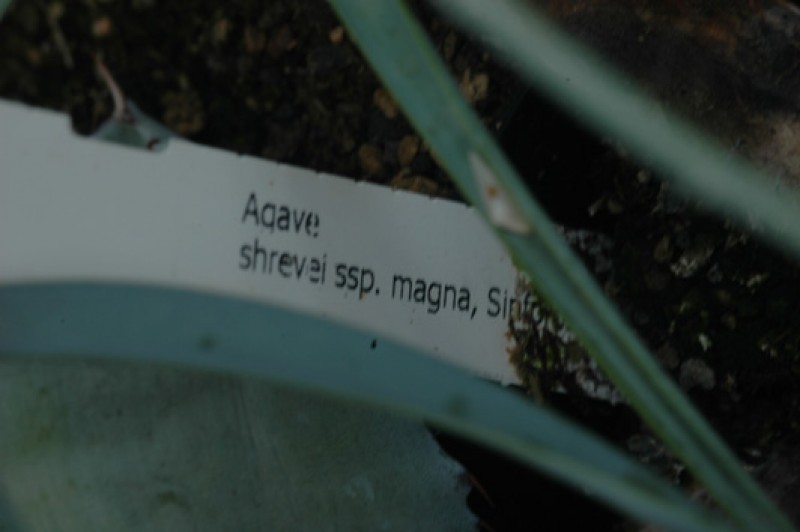 agave shrevei magna 8612