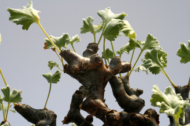 pelargonium mirabile 8131