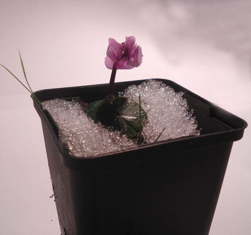 cyclamen coum 019