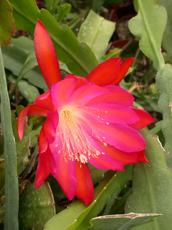 eh oriana 8040 588
