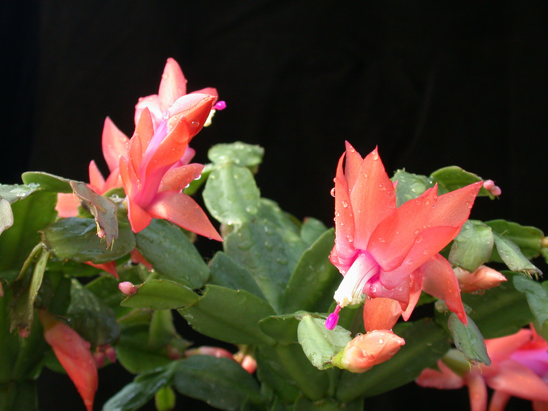 schlumbergera new chrismas 10