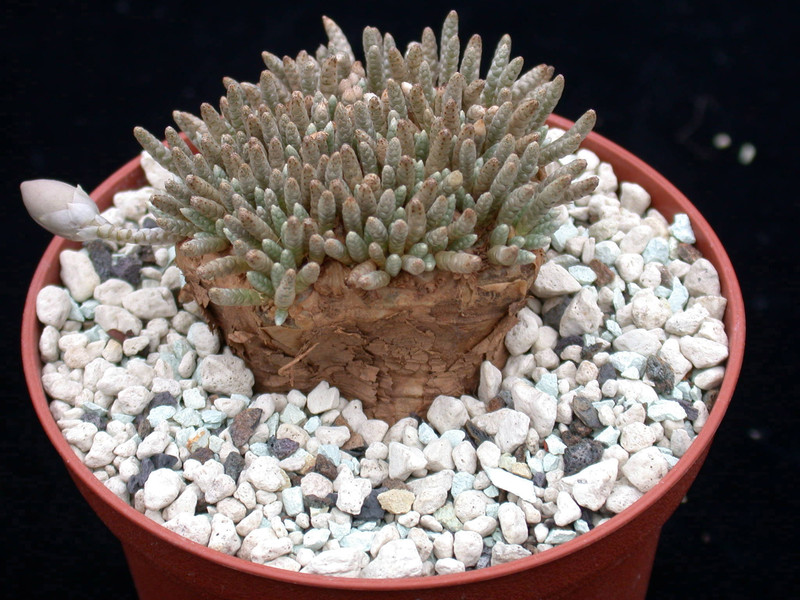 anacampseros alstonii 03