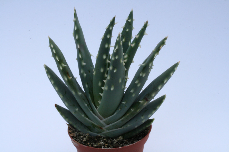 aloe longistyla 6681
