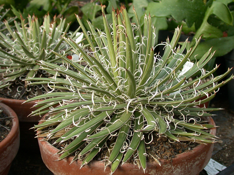 agave leopoldii