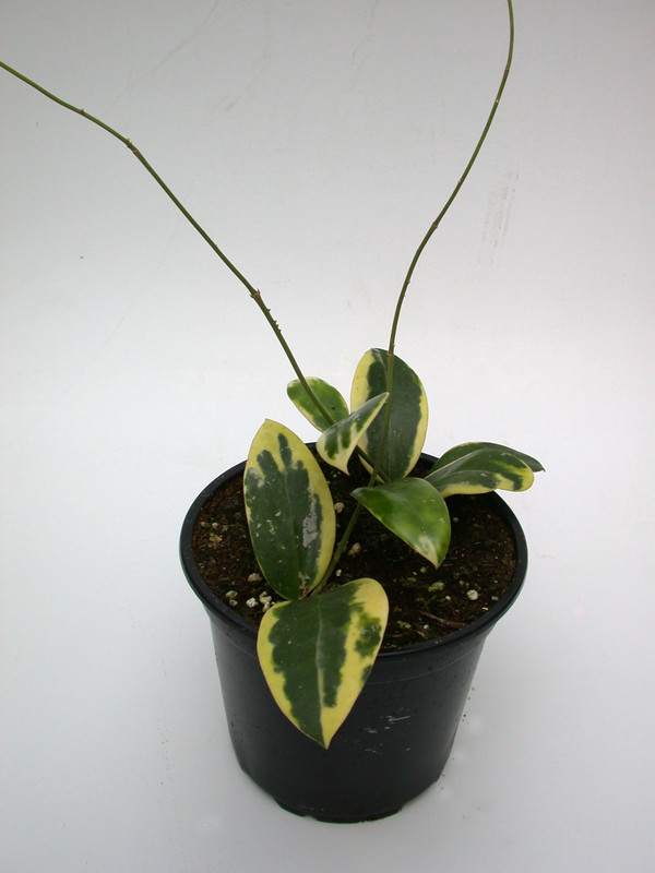 hoya parasitica variegata 3971