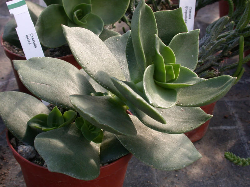 crassula lactea