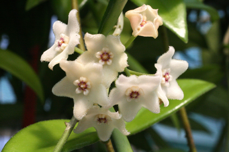 hoya shepherdii 9319