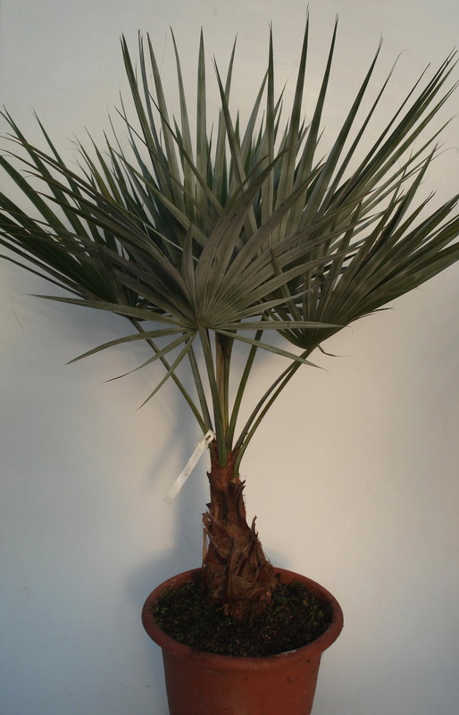 brahea nitida 2