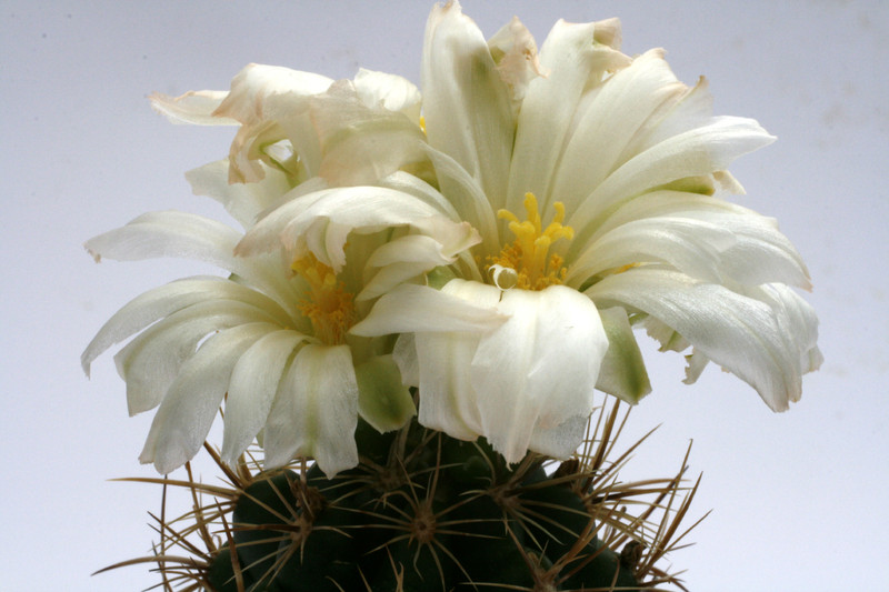 thelocactus bicolor albiflorus 9836