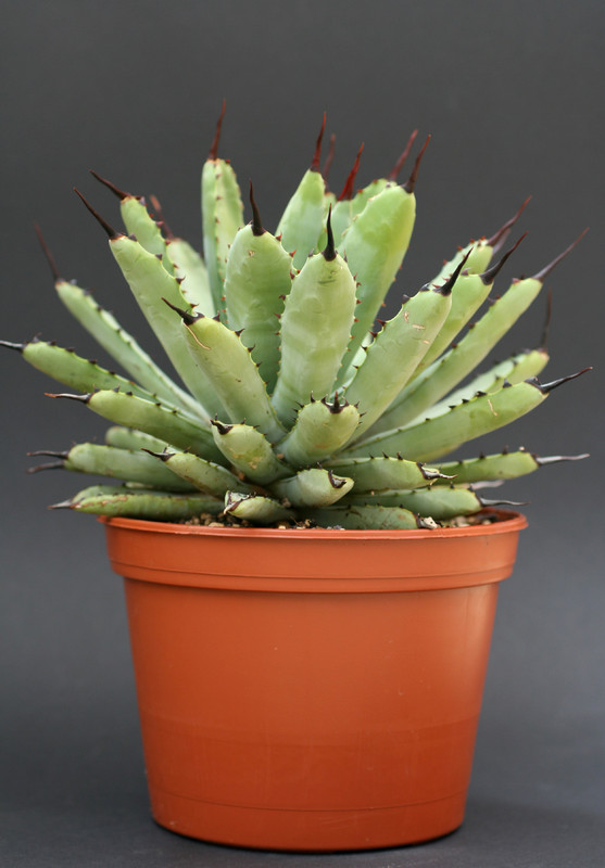 agave maroacantha verde 1416