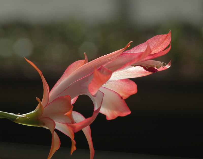 schlumbergera coral cascade 8206