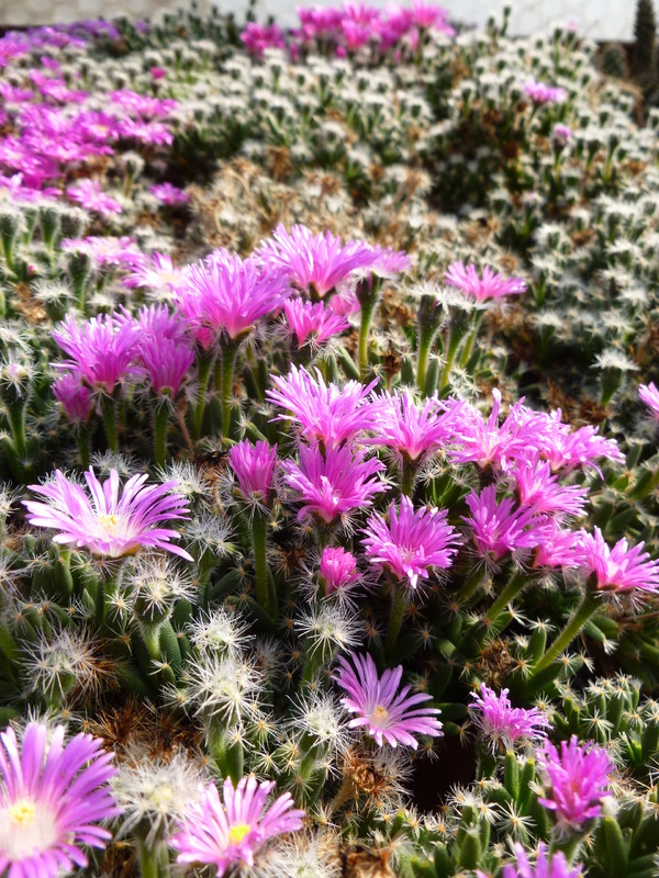 trichodiadema densum 1000797