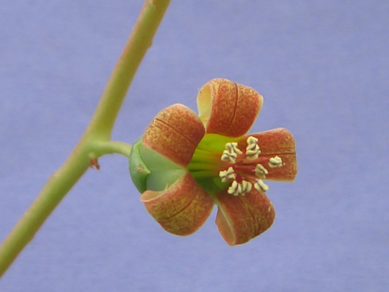 tylecodon paniculatum 2057