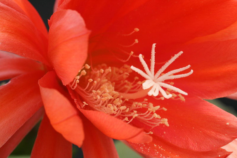 eh ackermannii hybriden 5030 1105