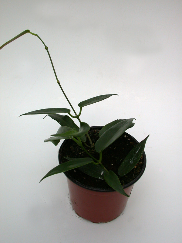 hoya macgillivrayi 3977