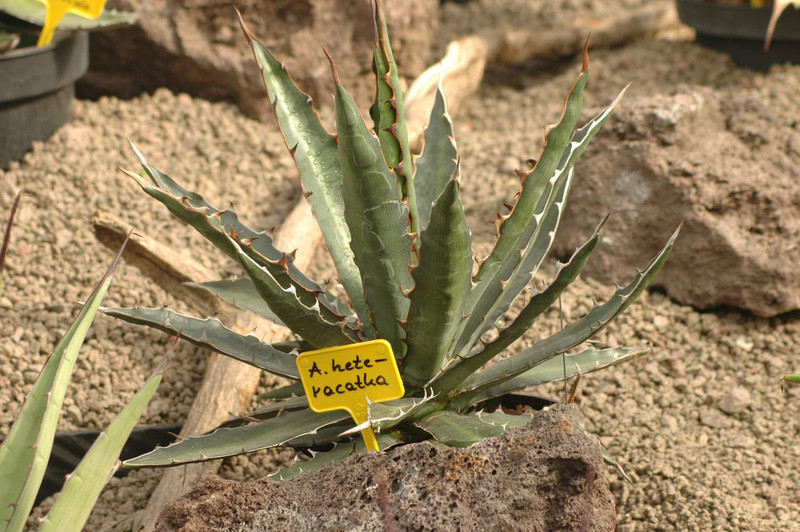 agave heteracatha 02